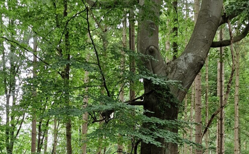 Aus der Geschichte Carlsburgs: das Hausbuch: Theodors Eintragungen 1800-1872: das Kapitel über Holz